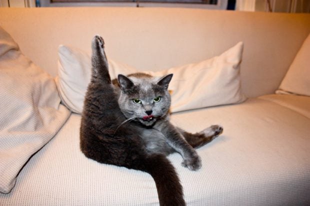 Yoga: Level Cat