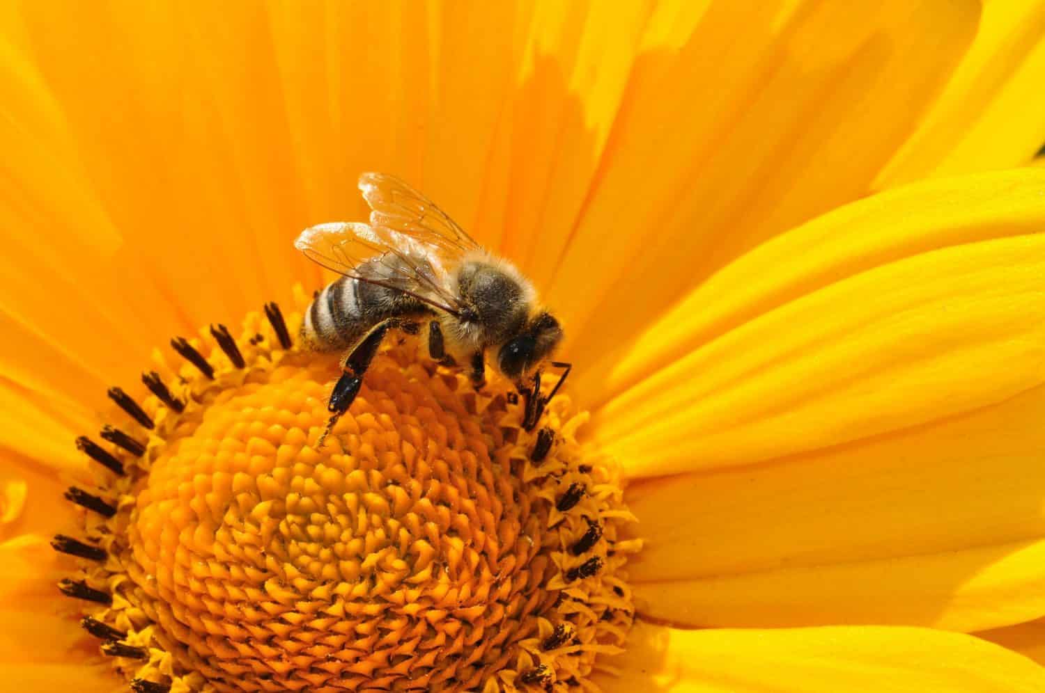 Kiedy jogini bzyczą jak pszczoły? – Ola Ziarnik